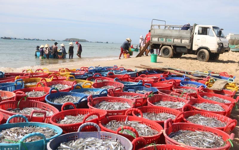 Ngư dân Phan Thiết thu hoạch cá cơm